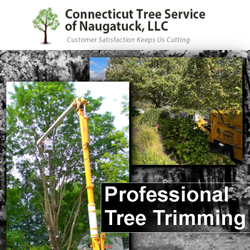 Connecticut Tree Service of Naugatuck