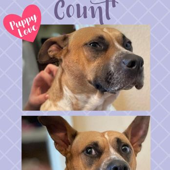 ZoomyGroomy - Pet Groomers Near Me - Colma, California
