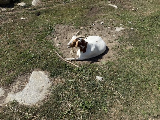 Red Apple Farm by null