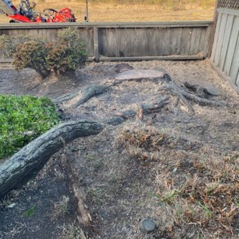Miguel Mendoza's Professional Tree Stump Removal - Tree Services Near Me Miguel Mendoza's Professional Tree Stump Removal - Tree Services Near Me