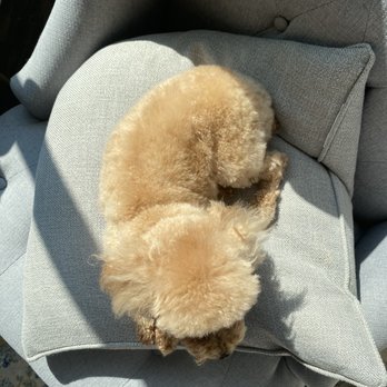 Lucky Paws Pet Spa - Babycakes looks amazing! This was couple days later and she was still this fluffy!! - Pet Groomers Near Me - South Jordan, Utah Lucky Paws Pet Spa - Babycakes looks amazing! This was couple days later and she was still this fluffy!! - Pet Groomers Near Me - South Jordan, Utah