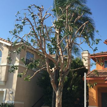 Salvador's Tree Services - Tree Services Near Me - Bloomington , California