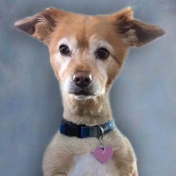The Puppy Place - Personality plus- Gracie - Pet Stores Near Me - Tucson, Arizona The Puppy Place - Personality plus- Gracie - Pet Stores Near Me - Tucson, Arizona