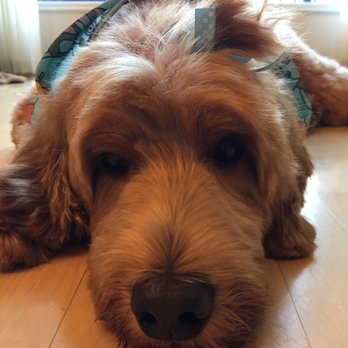 PetSmart Grooming - Pet Training Near Me - Edmonton, Alberta PetSmart Grooming - Pet Training Near Me - Edmonton, Alberta