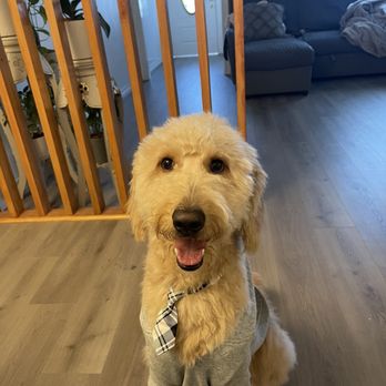 Mobile Pet Grooming - uneven face trim - Pet Groomers Near Me