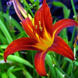 Crabtree Garden Center & Landscaping