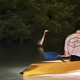 Totally fearless heron near our kayaks.