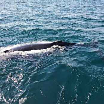 Cape Ann Whale Watch - Humpback whale - Boat Charters Near Me - Gloucester, Massachusetts