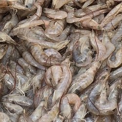 Iggie's Bait & Tackle - Freshest bait!!! It doesn't smell like an old bait shop it's so fresh.