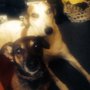Photo of Binfield Dog Rescue