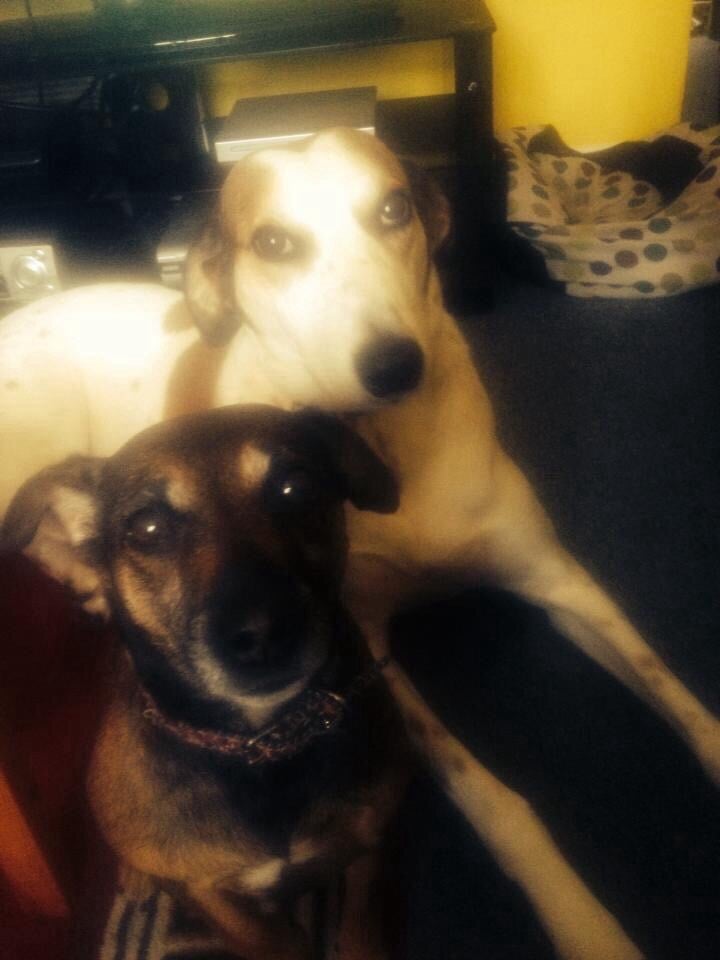 BINFIELD DOG RESCUE Updated March 2024 Carters Hill, Wokingham