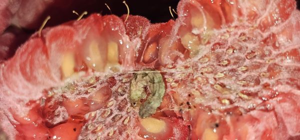 Sprouts Farmers Market by null