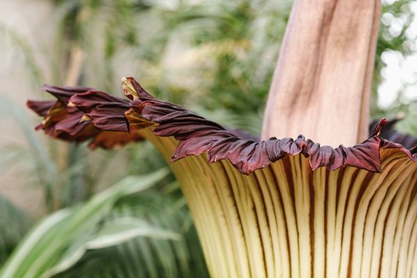 Nicholas Conservatory & Gardens by null
