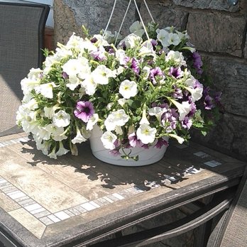 Dee's Nursery & Florist the Inc - Summer flowering basket - Nurseries & Gardening Near Me - Oceanside, New York