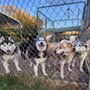 Photo of The Four Paws Resort