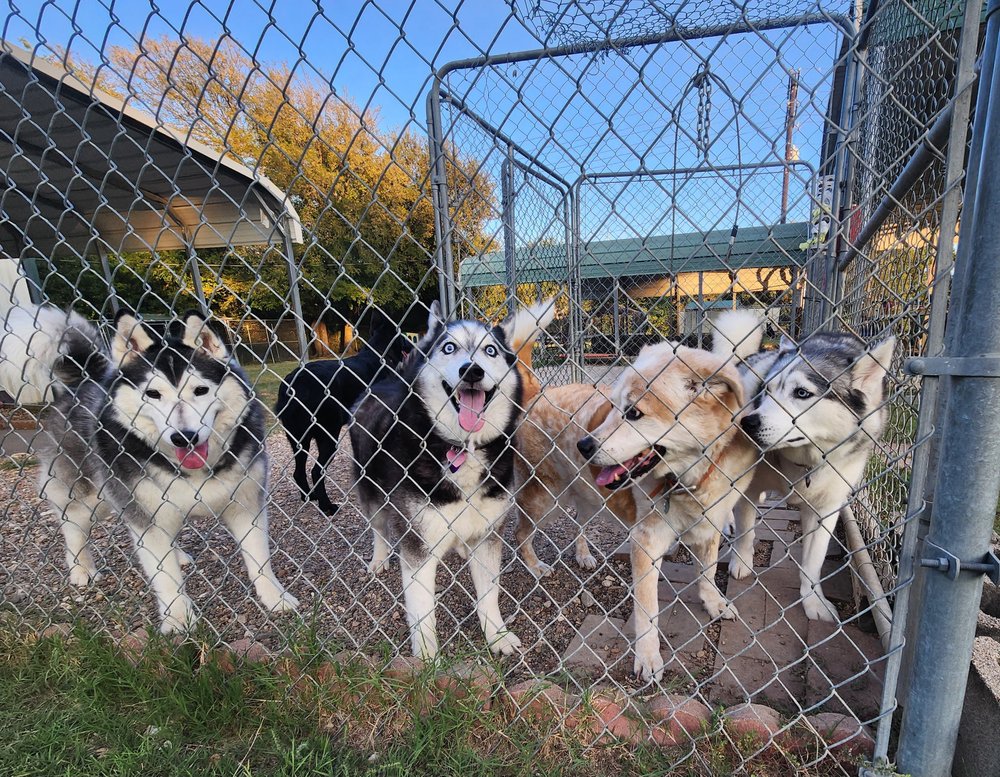 The Four Paws Resort