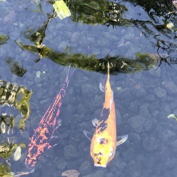 Miromar Outlets - Are they Koi? - Shopping Centers Near Me - Estero, Florida