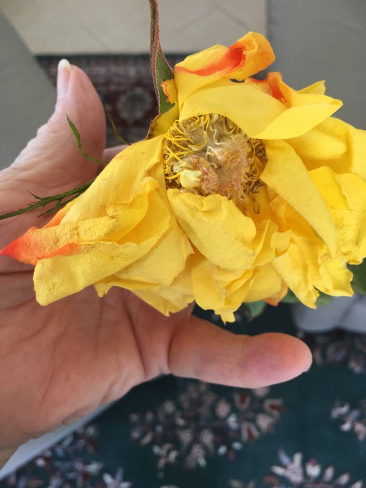 MAGICAL FLOWERS FOR YOU 44 Photos & 24 Reviews 600 Goodlette Rd N