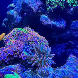 Kona Reef