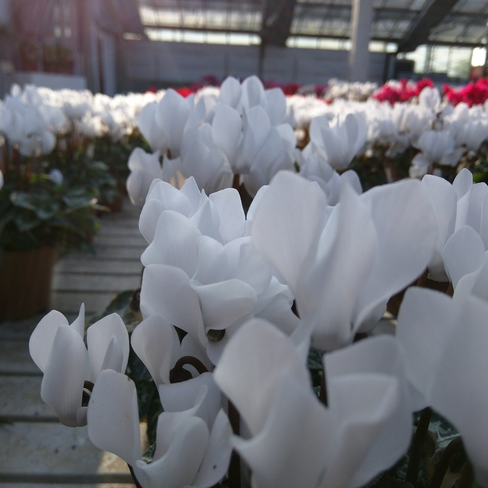 TOP 10 BEST Jardinerie \u0026 Pépinière in Rimini, Italy - Updated 2026 - Yelp, image size:1000x1000