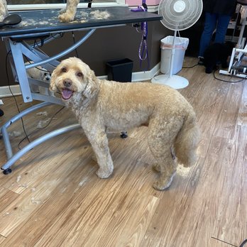The Spa For Dogs - Pet Groomers Near Me - Northbrook, Illinois The Spa For Dogs - Pet Groomers Near Me - Northbrook, Illinois