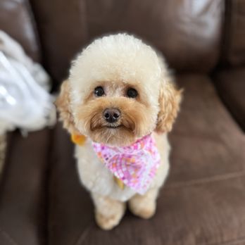 The 3-C's Dog Grooming - Pet Groomers Near Me - Lompoc, California The 3-C's Dog Grooming - Pet Groomers Near Me - Lompoc, California