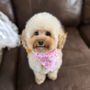 Photo of The 3-C's Dog Grooming