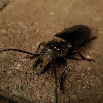BugWrx - Look at these jaws on this Palo Verde Beetle!! - Pest Control Near Me - Tucson, Arizona