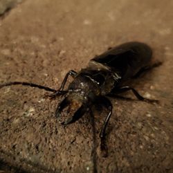 BugWrx