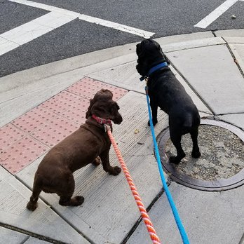 Lisa's Leashes DC - Dogs and walker waiting for walk sign to cross Wisconsin Avenue. - Pet Sitting Near Me - Washington, DC, District of Columbia