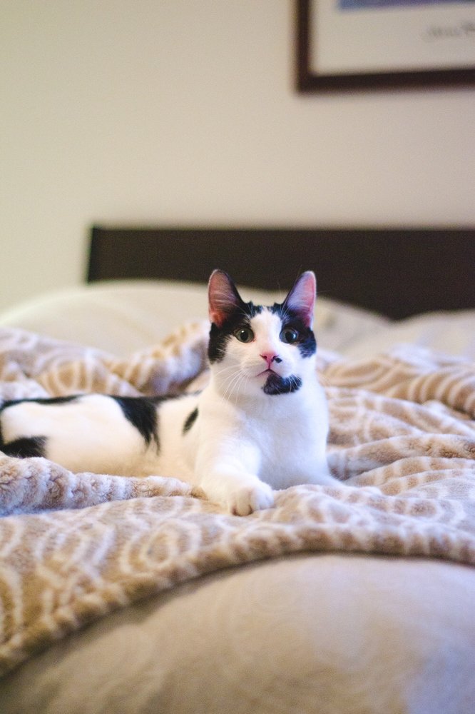 SUGAR HOUSE VETERINARY HOSPITAL 35 Reviews 2206 S McClelland St