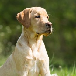 Prestige K9