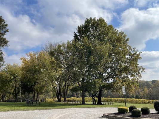 Noboleis Vineyards by null