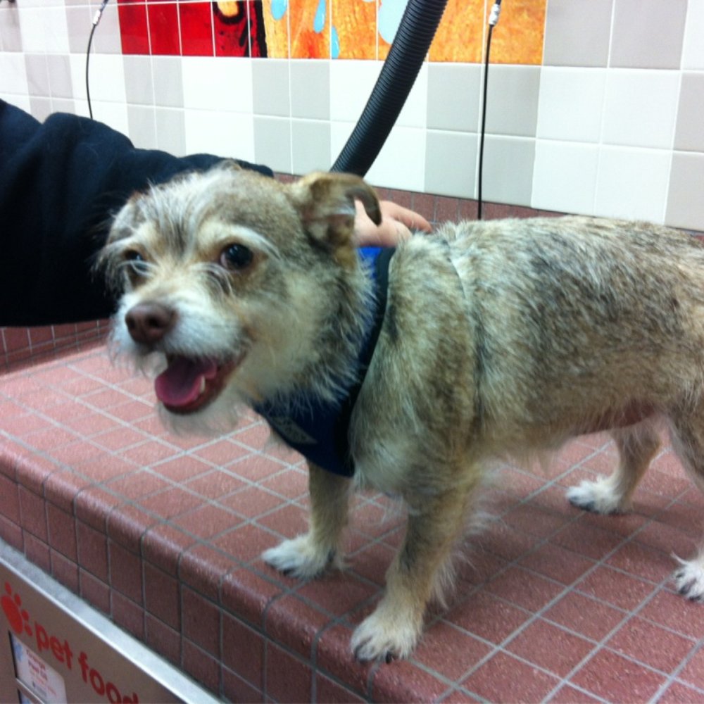 Pet Food Express - Look at that clean and happy dog. - Pet Stores Near Me - Millbrae, California