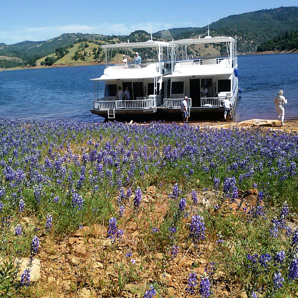 Lake Oroville Marina - Dueling Forever Resorts houseboats at Goat Ranch and spring lupine. Credit Barbara L Steinberg - Marinas Near Me - Paradise, California