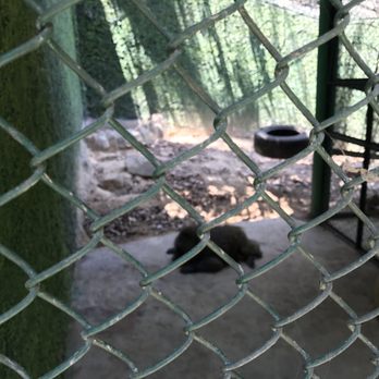 Zoologico De Vallarta - The monkey of sorts was dead or something. Poor thing. - Zoos Near Me - Boca de Mixmaloya, JAL