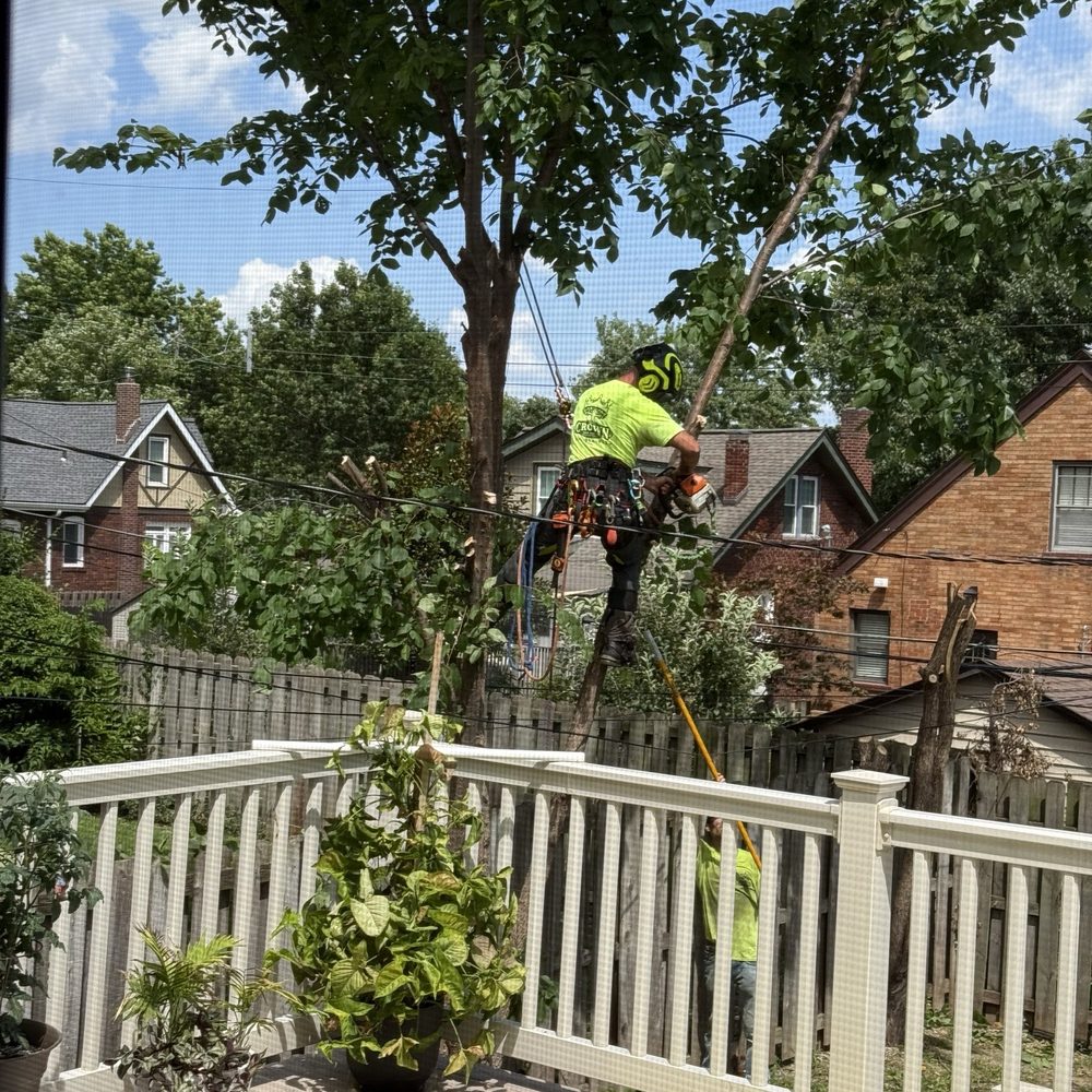 Crown Tree Service - Two trees each with 5 trunks growing into my fence; the crown tree guys took care of everything - Tree Services Near Me Crown Tree Service - Two trees each with 5 trunks growing into my fence; the crown tree guys took care of everything - Tree Services Near Me