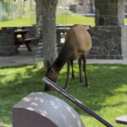 Arch Park - Lots of elk in or near park