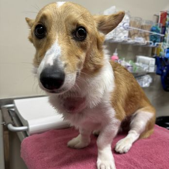 Hayward Veterinary Hospital - Veterinarians Near Me - Hayward, California Hayward Veterinary Hospital - Veterinarians Near Me - Hayward, California