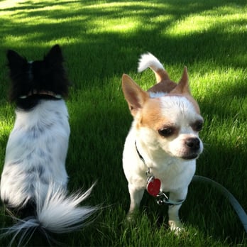 The Paw Wash Grooming - Chico is soo fresh and clean too!! - Pet Groomers Near Me - Phoenix, Arizona The Paw Wash Grooming - Chico is soo fresh and clean too!! - Pet Groomers Near Me - Phoenix, Arizona