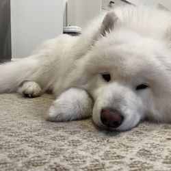 Pet Nanny NYC