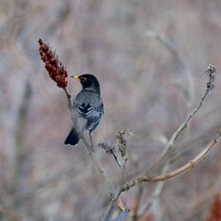 Bellamy River Wildlife Sanctuary