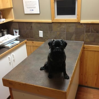 Tudor Glen Veterinary Hospital - My pug "Sniper" not exactly sure what's going on. LOL! - Veterinarians Near Me - St Albert, Alberta Tudor Glen Veterinary Hospital - My pug "Sniper" not exactly sure what's going on. LOL! - Veterinarians Near Me - St Albert, Alberta