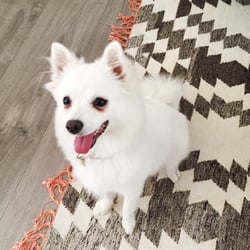 Puppy Luv Pet Sitting - Sweet Zoë