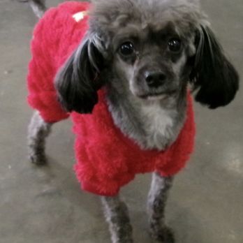 Lucky Pawz - Little Miss Pepper - Pet Sitting Near Me - Iowa City, Iowa Lucky Pawz - Little Miss Pepper - Pet Sitting Near Me - Iowa City, Iowa