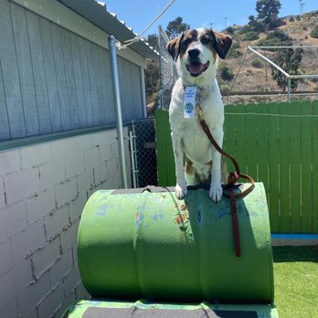 Man-K9 - San Diego Dog Training - Community canine test passed - Pet Training Near Me - San Diego, California Man-K9 - San Diego Dog Training - Community canine test passed - Pet Training Near Me - San Diego, California