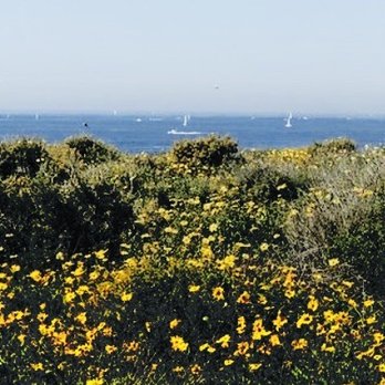 Crystal Cove State Park - There is no blue without yellow - Picasso - Parks Near Me - Laguna Beach, California