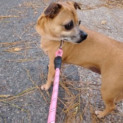 user provided Alex's Pet Sitting photo