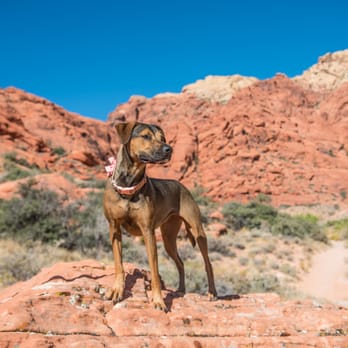 Bark Gallery - Beautiful backdrop at Red Rock. - Pets Near Me