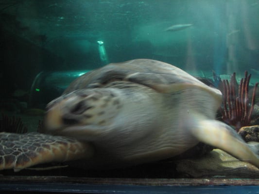 SEA LIFE Sydney Aquarium by null